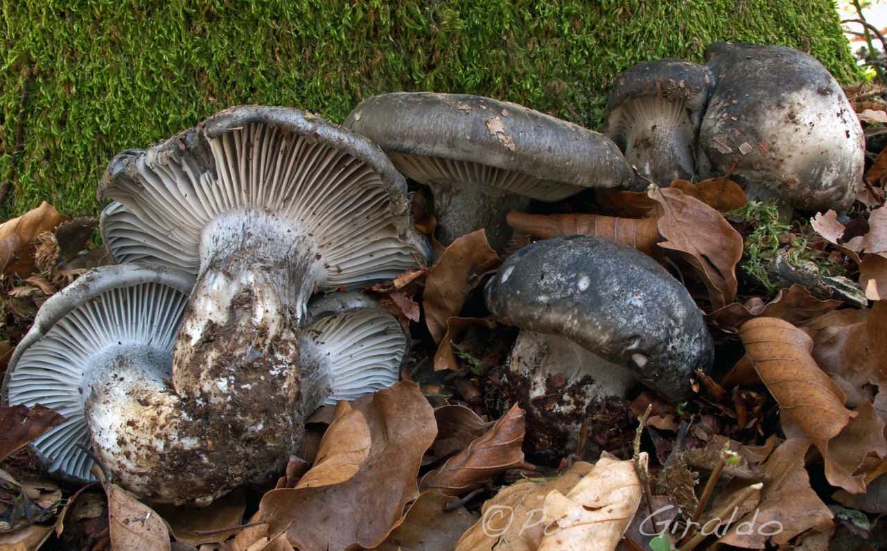Hygrophorus marzuolus 1.jpeg